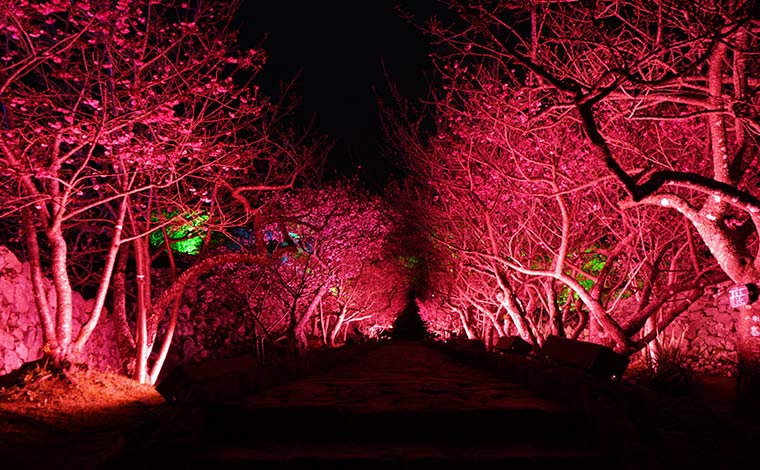 ライトアップされた幻想的な今帰仁城跡<br />
写真提供：今帰仁村観光協会