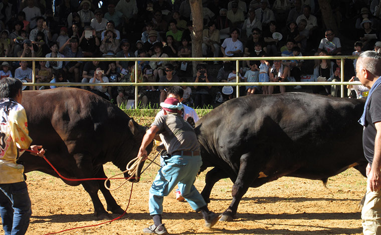 今帰仁まつり名物の闘牛　<br />
写真提供：今帰仁村観光協会