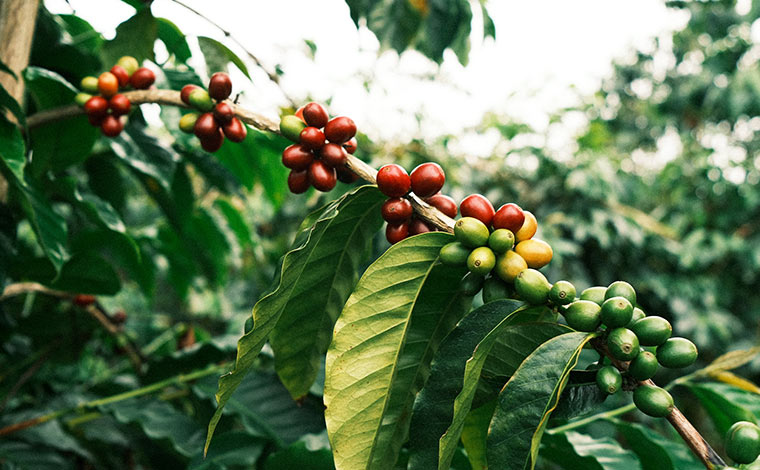 ハワイ島の農園のコナコーヒー<br />
写真提供：コナ・マウンテン・コーヒー