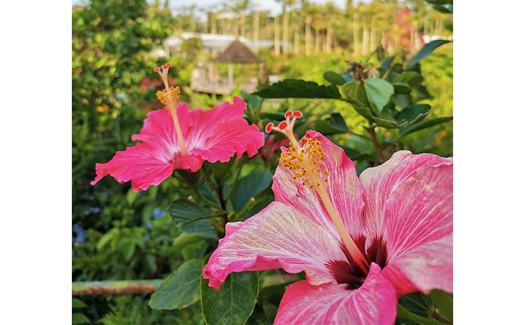ハイビスカス<br />
写真提供：東南植物楽園