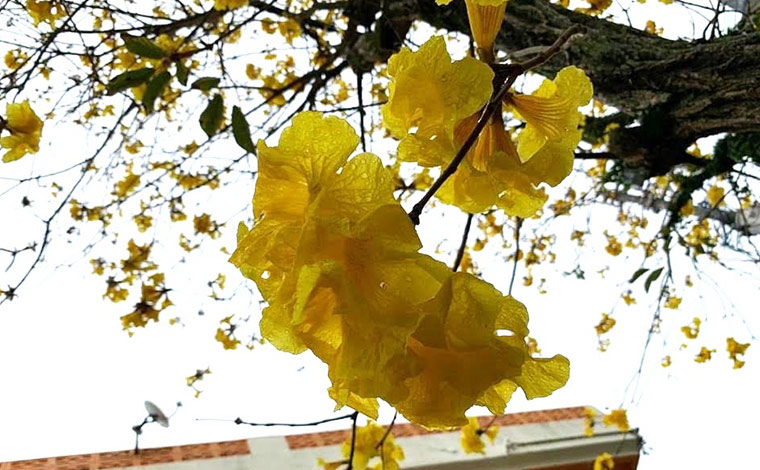 イッペー<br />
写真提供：沖縄市観光物産振興協会