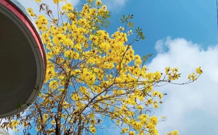 通称イッペー通りには1,000本ものイッペーが立ち並びます。<br />
写真提供：沖縄市観光物産振興協会