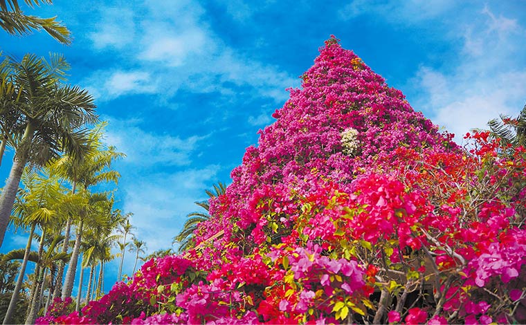 高さ約8メートル、100万輪のブーゲンビレアを使ったブーゲンタワー。<br />
写真提供：東南植物楽園<br />
