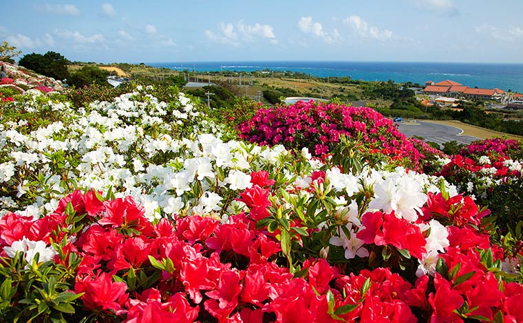 5万本余りのつつじが咲き誇る東村村民の森つつじ園<br />
写真提供：東村役場