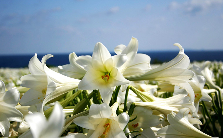 伊江島のリリーフィールド公園に咲くテッポウユリ<br />
写真提供：伊江村役場