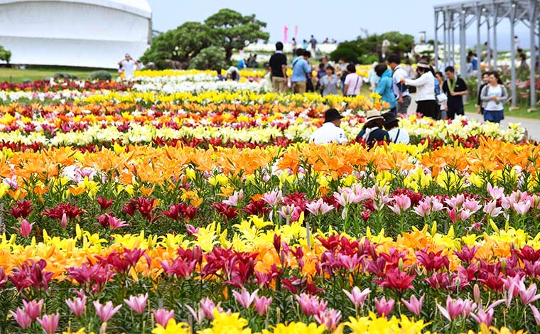 100種類が咲き誇る「ゆり祭り」<br />
写真提供：伊江村役場