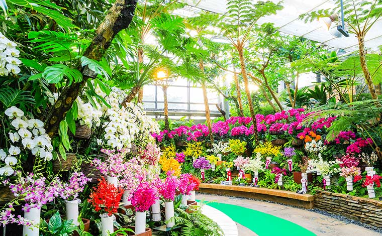 沖縄国際洋蘭博覧会が開催される熱帯ドリームセンター。<br />
写真提供：国営沖縄記念公園(海洋博公園)：熱帯ドリームセンター