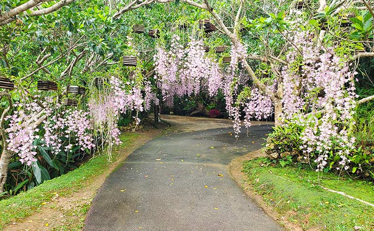 「うりずんの花祭り」期間中に咲く下垂ラン「ピエラルディ」のトンネル<br />
写真提供：ビオスの丘
