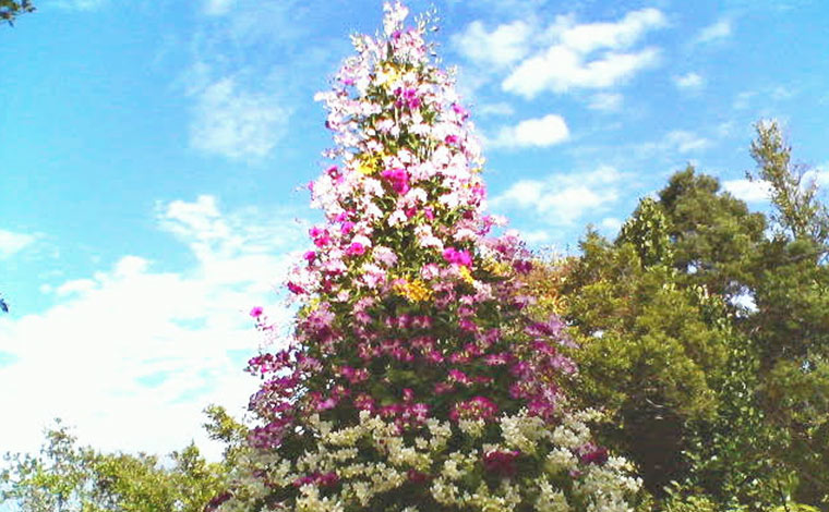ビオスの丘で12月に開催される花のクリスマスでも多くの花が見られます。<br />
写真提供：ビオスの丘