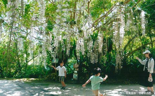 五感で楽しむ沖縄の春の花！ブーゲンビレアや桜祭り＆イベントスポット