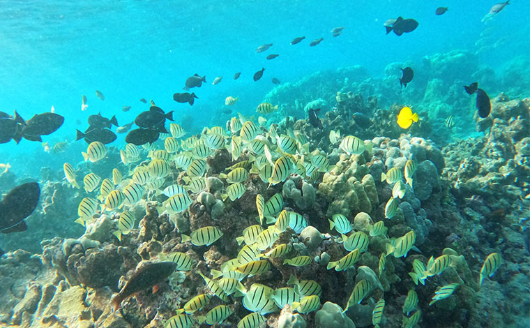 写真提供:Blue Hawaii Divers