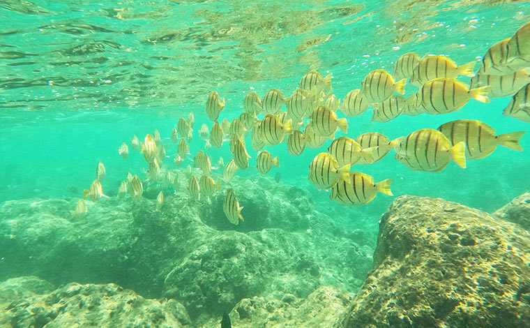 写真提供:Blue Hawaii Divers