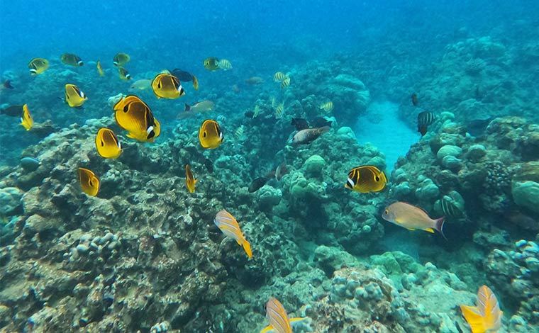 写真提供:Blue Hawaii Divers