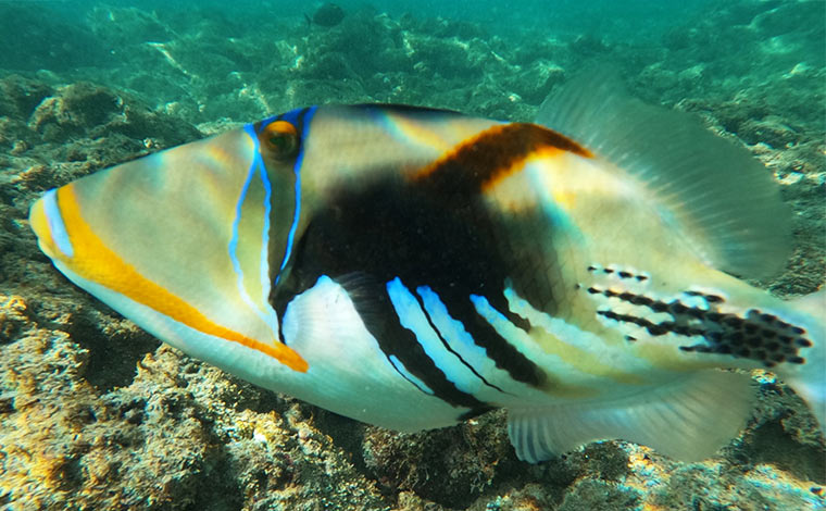 ハワイの州魚の「フムフムヌクヌクアプアア」<br />
写真提供:Blue Hawaii Divers