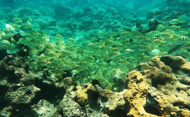 シマハギ<br />
写真提供:Blue Hawaii Divers