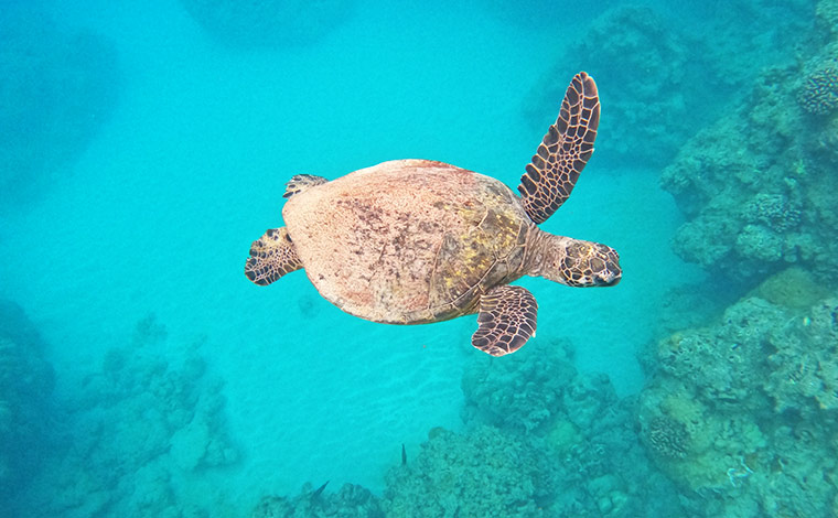ウミガメ（ホヌ）<br />
写真提供:Blue Hawaii Divers