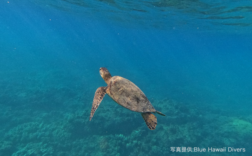 ハナウマ湾　ハワイ
