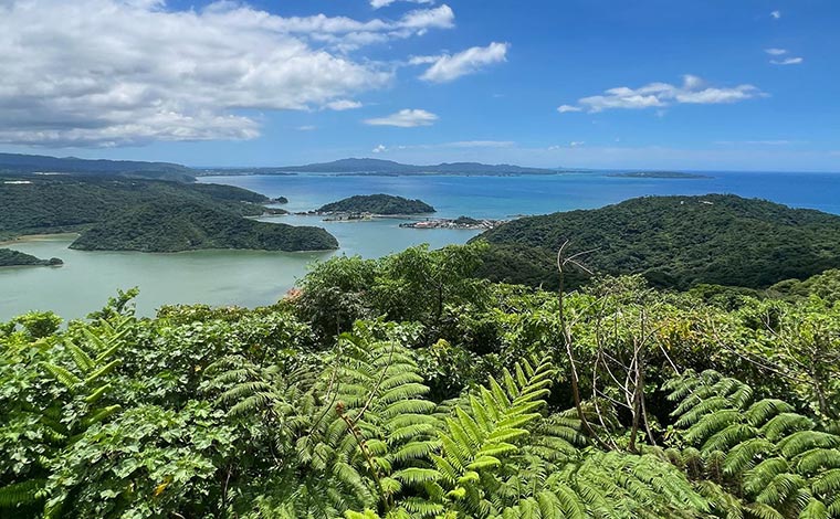 写真提供：やんばる観光クリエイト　ぶながやー<br />
（六田原展望台：ガジュマルの王様コース）