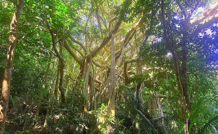 写真提供：やんばる観光クリエイト　ぶながやー<br />
（ガイド付きでないと見れないガジュマルの王様）