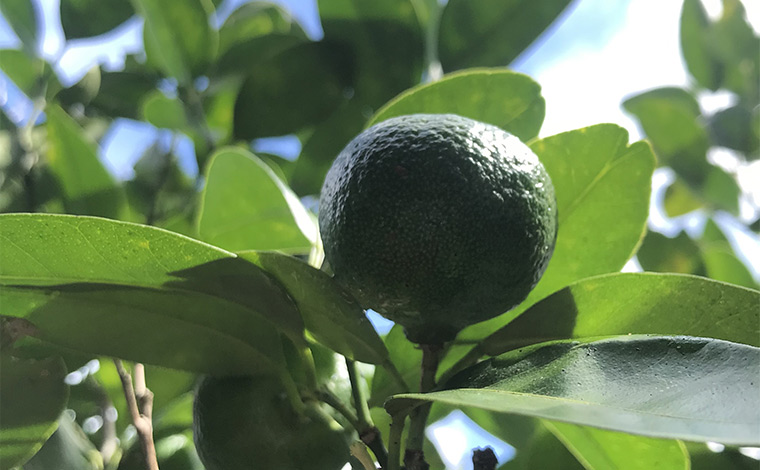 写真提供：やんばる観光クリエイト　ぶながやー<br />
（森に自生するシークワーサー）