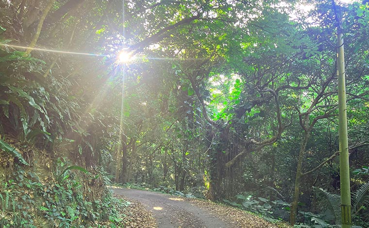 写真提供：やんばる観光クリエイト　ぶながやー<br />
（やんばるウォーキングよりコースの雰囲気）