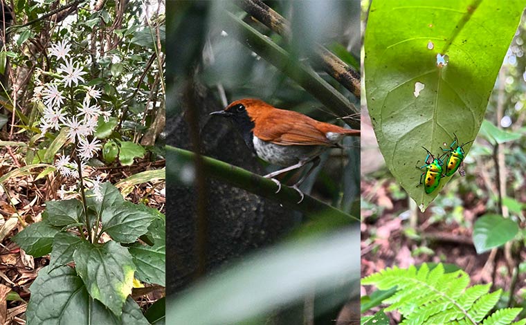 写真提供：やんばる観光クリエイト　ぶながやー<br />
（左：オキナワテイショウソウ、中：ホントウアカヒゲ、右：ナナホシキンカメムシ）