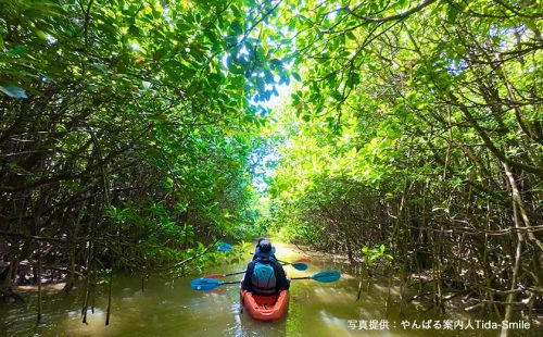 沖縄・北部のやんばるアクティビティを満喫！世界自然遺産の遊びかた