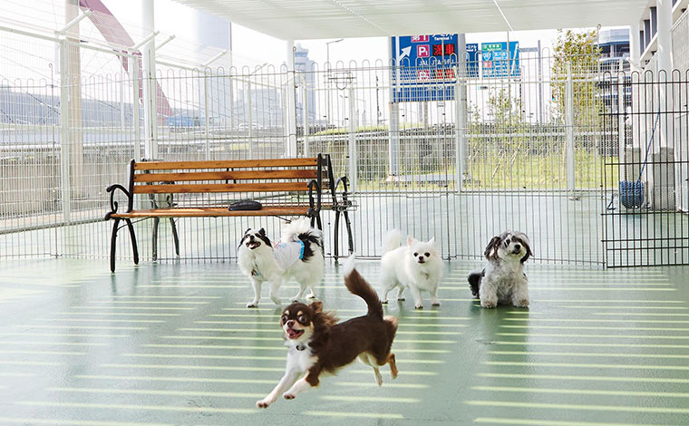 写真提供：羽田空港ペットホテル