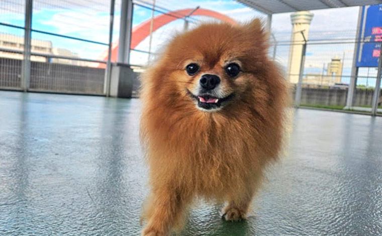 写真提供：羽田空港ペットホテル